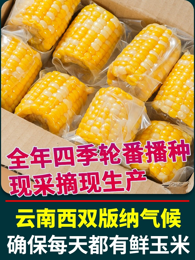 云南水果甜玉米段真空包装开袋即食玉米学生宿舍早餐低脂免煮代餐